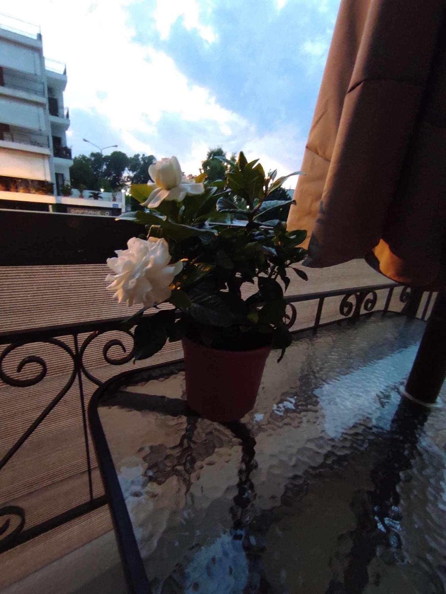 Gardenia Preveza